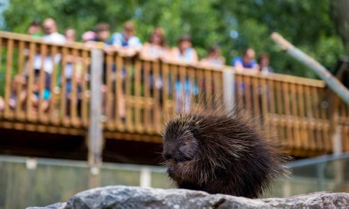 Bioparc Bonaventure porc-épic