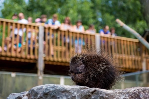 Bioparc Bonaventure porc-épic