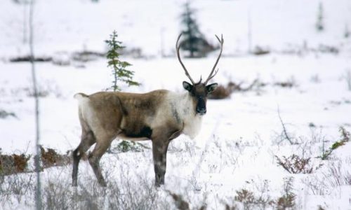 Caribou Parc Gaspésie 2