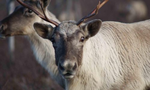 Caribou forestier JoelleTaillon