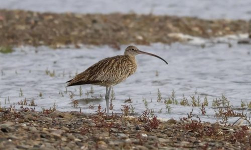Courlis de Sibérie en Gaspésie QuébecOiseau