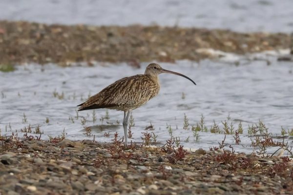 Courlis de Sibérie en Gaspésie QuébecOiseau