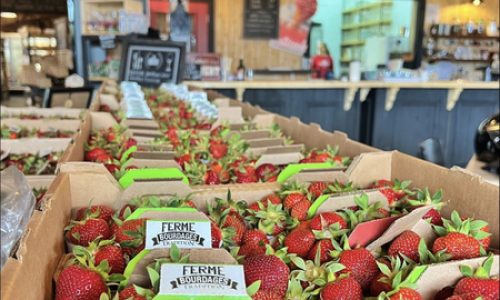 Ferme Bourdages St-Siméon fraises sur étalage