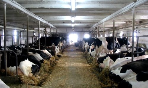 Gestion offre agriculture vaches