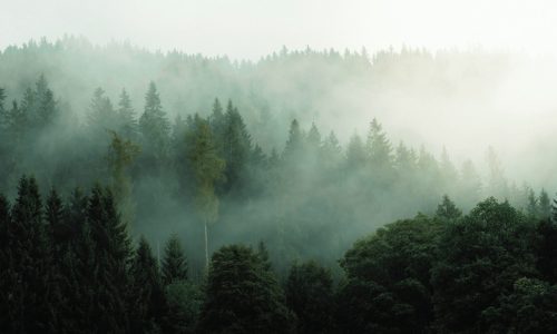 MRC Avignon Plan climat forêt et brouillard