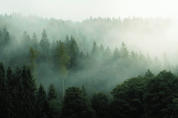 MRC Avignon Plan climat forêt et brouillard