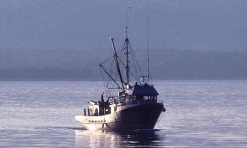 Pêche poisson pélagique bateau