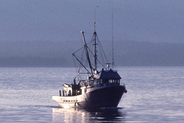 Pêche poisson pélagique bateau