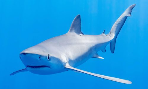 Requin St-Laurent Exploramer projet pavillon