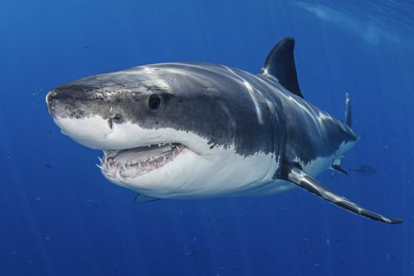 Requin blanc