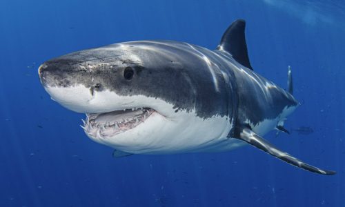 Requin blanc